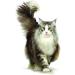Encore 100% Natural Cat Treats Whole Tuna Loin Cat Snack 30g (Pack of 12) Tuna Single - Buy Online on GoSupps.com