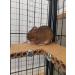Good Degu Rice puffs- Degu treats 3-pack - Buy Online on GoSupps.com