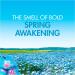 Bold 2in1 Washing Liquid Spring Awakening 1.995L - 57 Washes - Floral Scent - Pack of 1 - Buy Online on GoSupps.com