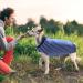 Dog Recovery Suit Surgical Recovery Suit for Dogs Cats After Surgery Dog Recovery Shirt for Female Male Dog Cone E-Collar Alternative Pet Vest Post Operative Abdominal Wounds Protector Prevent Licking Large - Buy Online on GoSupps.com