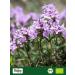  Biojoy Biojoy Organic Thyme (250 g) dried and cut Thyme Herbal Tea (Thymus vulgaris) - Buy Online on GoSupps.com