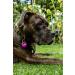 Unique Personalized Dog & Cat Branding Engraved Recognition Tags | 2-Piece Set | Green | 35mm Round - Buy Online on GoSupps.com