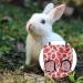 Luckious 2 PCS Rabbit Hay Feeder - Hanging Hay Feeder for Guinea Pigs Hay Rack Manger Holder Small Animal Feeder Storage Pouch for Bunny (Red and Green) - Buy Online on GoSupps.com