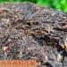 Th Pu'er du Yunnan de qualit sup rieure Arbre Ancien Grand M t Yiwu Th G teau Cru Pu'er Vieilli 357g - Buy Online on GoSupps.com