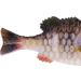 Berkley Powerbait Gilly 90mm HD Bluegill Soft Bait for Effective Fishing - Buy Online on GoSupps.com