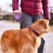 Ferplast Flippy Tech Dog Leash - Extendable 5m Roller Leash for Large Dogs up to 50kg - Purple - Buy Online on GoSupps.com