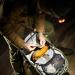 Petzl E+LITE Headlamp - Ultra-Compact 50 Lumen Emergency Headlamp for Hiking, Climbing, Running & Camping - Buy Online on GoSupps.com