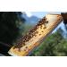 ALPINE HONEY - Canadian Buckwheat Raw Unpasteurized Honey (550 gr)  - Buy Online on GoSupps.com