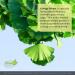 Irwin Naturals Ginkgo Smart Nootropic Brain Booster - Memory, Focus & Clarity Support - 120 Softgels - Buy Online on GoSupps.com