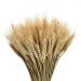 YoleShy Dried Wheat Stalks, 200 Stems 100% Natural Wheat Decor for Home Kitchen Christmas Wedding (15.7 Inches) 200 Pcs