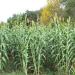 Muddy Pond Sorghum Mill Pure Sorghum Syrup 48oz - Non-GMO, Gluten Free, No Additives - Buy Online on GoSupps.com