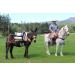 Outfitters Supply Double Pack Cinch - Mohair/Wool 34/36 for Sawbuck or Double Rigged Pack Saddle - Buy Online on GoSupps.com