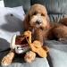 Interactive Dog Puzzle Toy for Medium and Large Dogs - Chewffon Enrichment Toy for Boredom Relief - Buy Online on GoSupps.com