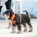 DOG Copenhagen Comfort Walk Pro Dog Harness - Ocean Blue XL | International Shipping Available - Buy Online on GoSupps.com