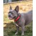 Lonto Dog Collar - Durable Nylon Soft Padded Size M Reflective Click Closure Metal Ring - Perfect for Dogs - Red - Buy Online on GoSupps.com