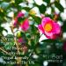 Feelia - Organic Camellia Oil - Cold Pressed Rich in Vitamins A B C E & Omega 9 Fast Absorbing - Lightweight 100% Pure & Organic - 100ml - Buy Online on GoSupps.com