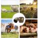 HEALLILY 2Pcs Cow Horse Sheep Grazing Copper Bells Cattle Farm Animal Copper Loud Bronze Bells Animal Anti-Lost Accessories Bell Cattle Farm Animal Loud Bronze Bell L 6.3*4.8*3cm - Buy Online on GoSupps.com