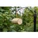 Gardman A04321 Suet Bird Food Natural 450 g (Pack of 1) - Buy Online on GoSupps.com