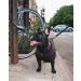 Puppia Dog Harness for Small & Medium Dogs - Soft Colorful Anti-Tension XS Brown - Versatile Puppy Harness & Dish - Buy Online on GoSupps.com