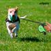 Edipets Green 5m Extendable & Retractable Dog Leash - Flexible Training Leash for Small Medium & Large Dogs - Buy Online on GoSupps.com