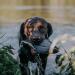 HP & G Home Pets & Garden Apportier Dummy Stockente - 40cm Dog Training Dummy Durable & Robust Ideal for Enhanced Pet Training - Buy Online on GoSupps.com
