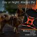 Eagloo Adjustable Dog Harness for Small Dogs - Durable Anti-Train Reflective Vest for Walking & Jogging - XS Orange (1 Pack) - Buy Online on GoSupps.com