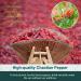 Soeos Whole Dried Chilies 4 oz - Mild Spicy Red Chili Peppers - Premium Sichuan Peppers for Mexican Recipes - Buy Online on GoSupps.com