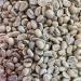 Honduras Agalta (4 LBS) - Buy Online on GoSupps.com