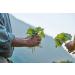 Ricola - Sweets with Swiss Plants - Apple Mint - Refreshing - Sugar Free - Box of 50g - Buy Online on GoSupps.com