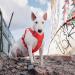 Hurtta Weekend Warrior Eco Dog Harness - Rosehip (32-39 in) | Durable Comfortable & Eco-Friendly for International Shipping - Buy Online on GoSupps.com