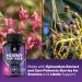Extra Strength Horny Goat Weed Extract 1560mg - 3X Performance Energy Drive Size Stamina with Maca Saw Palmetto Ginseng - 120 Capsules - Buy Online on GoSupps.com