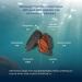 Rosalyn Premium Deep Sea Atlantic Canada Wild Caught Sea Cucumber 8Years Dried Sea Cucumber Canada 4Pack 100g (Pack of 4) - Buy Online on GoSupps.com