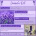 SBC Skincare Lavender Hand & Body Lotion 300ml Moisturiser with Lavender Essential Oil and Vitamin E - Buy Online on GoSupps.com