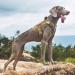 OneTigris Tactical Dog Vest - XL Brown Service Dog Harness - MOLLE Training Harness 1000D Nylon - Buy Online on GoSupps.com