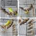 Cedar Alpha 2-Pack Wooden Rope Ladder Bird Toy - Natural Swing and Chewing Toys for Pet Bird Cage - Rodents Accessory - Buy Online on GoSupps.com