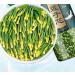 Lotus Seed Core Tea for Man Dried Lotus Plumule Lotus Embryo Tea Men'S Toning Tea Natural Lotus Seed Heart Tea Health Tea Wild Nature Fragrant Lotus Seed Core Premium Quality Lotus Heart (2 Pcs) - Buy Online on GoSupps.com
