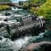80x100 Monocular Telescope | Low Night Vision Monoculars HD for Adults | High Powered with Smartphone Adapter | Great for Hunting, Wildlife, Bird Watching | Travel, Camping, Hiking | Green-G - Buy Online on GoSupps.com
