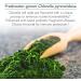 Nutricology King Chlorella 600 Chewable Tablets - Pure Health Supplement - Buy Online on GoSupps.com