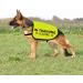 Training Dog Jacket Vest In Training Ignore Dog Vest Dog Walking Slogan Warning Vest (In Training Ignore-Medium) - Buy Online on GoSupps.com