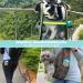 Nepfaivy 550ml Portable Dog Water Bottle & Feed Container Ideal for Hiking & Travel - Buy Online on GoSupps.com