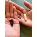 NeuEve Feminine Moisture Support Supplement - 60 Pills | Estrogen-Free Formula for Natural Lubrication & Vaginal Wall Thickness - Buy Online on GoSupps.com