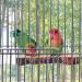 Qeeheng Wood Bird Platform Set - 2 Natural Parrot Rods & Flat Playing Stand for Small to Medium Aras - Exercise Toy & Cage Accessories - Buy Online on GoSupps.com