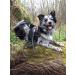 Shop Twinkys Dog Style Tow Leash - 3m Black & Red 20mm Wide For Dogs Up to 50kg - Made in Germany - No Hand Loop - Buy Online on GoSupps.com