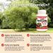 Nutridom Quercetin 600mg - Bioflavonoid - Quercetin Supplement - Supports Healthy Cellular Function Cardiovascular Health Immune Health & Response - Derived from the bud of the Japanese Pagoda tree Non-GMO Vegan Gluten-free (60 Veggie capsules) - Buy Online on GoSupps.com