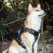 OneTigris Fire Watcher 2.0 Molle Dog Harness - Heavy Duty Black with Handle & Metal Buckle for All Breeds - Buy Online on GoSupps.com