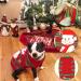DELIFUR Dog Snowman Holiday Sweater - Christmas New Year Pet Clothes - Buy Online on GoSupps.com