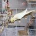 2 Pack Natural Prickly Ash Wood Bird Ladder & Perch Stand - Cage Accessories for Parakeet, Cockatiel, Rats, Hamsters - Climbing, Chewing Toys - Buy Online on GoSupps.com