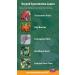 Dragon Herbs Spring Dragon Longevity Tea - Caffeine Free, 20 Tea Bags (1.8 oz) - Buy Online on GoSupps.com
