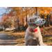 Ohcozzy Silicone Basket Dog Muzzle - Adjustable for Small Medium & Large Dogs (Size 6 Gray) | International Shipping Available - Buy Online on GoSupps.com