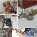 Dog Wheelchair Dog Wheelchair for Back Legs Aluminum Alloy Pet Wheelchair Lightweight Walk Tool Large/Medium Dog Cart Aids Wheelchair Portable Small - Buy Online on GoSupps.com